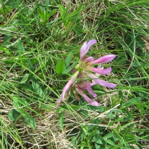 Photographie n°283131 du taxon Trifolium alpinum L. [1753]