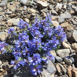 Photographie n°283134 du taxon Veronica nummularia Gouan [1773]