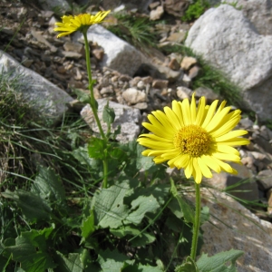 Photographie n°283166 du taxon Doronicum grandiflorum Lam. [1786]