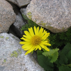 Photographie n°283168 du taxon Doronicum grandiflorum Lam. [1786]