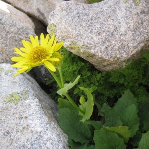 Photographie n°283169 du taxon Doronicum grandiflorum Lam. [1786]