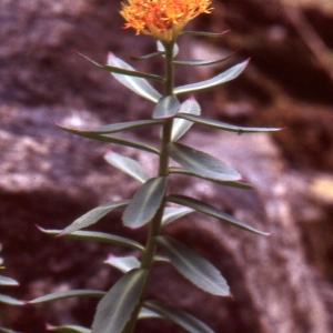 Photographie n°283239 du taxon Rhodiola rosea L. [1753]