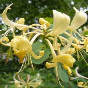 Photographie n°283241 du taxon Lonicera periclymenum L. [1753]