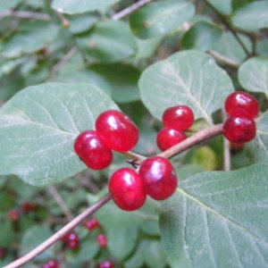 Photographie n°283250 du taxon Lonicera xylosteum L. [1753]