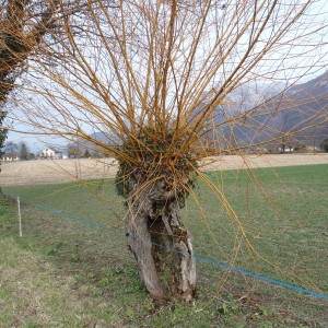 Photographie n°283270 du taxon Salix alba L. [1753]