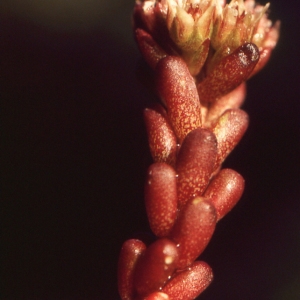 Photographie n°283287 du taxon Sedum atratum L. [1763]