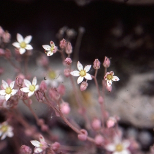 Photographie n°283288 du taxon Sedum dasyphyllum L. [1753]
