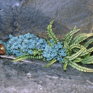 Photographie n°283290 du taxon Sedum dasyphyllum L. [1753]