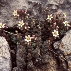 Photographie n°283292 du taxon Sedum dasyphyllum L. [1753]