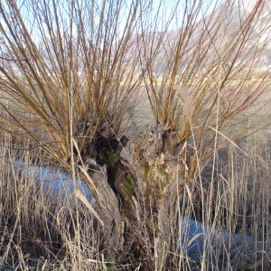 Photographie n°283335 du taxon Salix alba L. [1753]