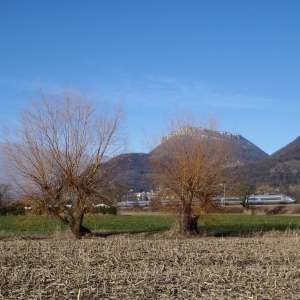 Photographie n°283336 du taxon Salix alba L. [1753]