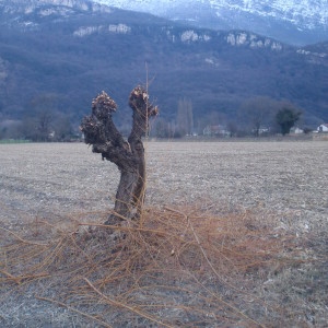 Photographie n°283346 du taxon Salix alba L. [1753]