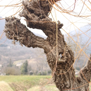 Photographie n°283359 du taxon Salix alba L. [1753]