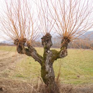 Photographie n°283360 du taxon Salix alba L. [1753]