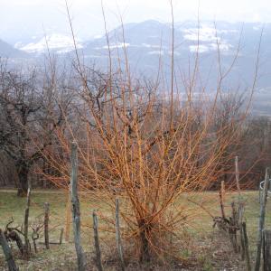 Photographie n°283367 du taxon Salix alba L. [1753]