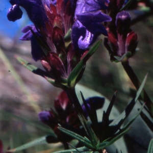 Photographie n°283368 du taxon Dracocephalum ruyschiana L. [1753]