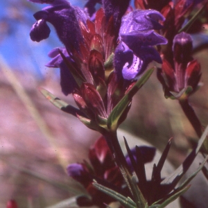 Photographie n°283373 du taxon Dracocephalum ruyschiana L. [1753]