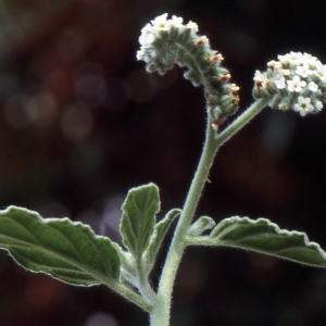 Photographie n°283384 du taxon Heliotropium europaeum L. [1753]