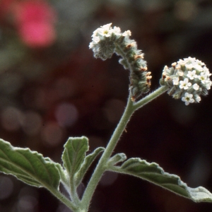 Photographie n°283388 du taxon Heliotropium europaeum L. [1753]