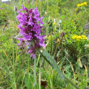 Photographie n°283414 du taxon Betonica officinalis L. [1753]