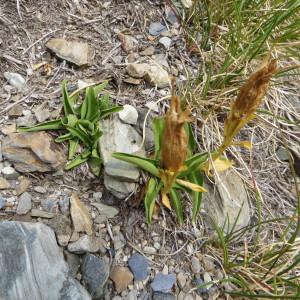 Photographie n°283420 du taxon Gentiana alpina Vill. [1779]