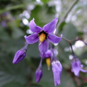 Photographie n°283501 du taxon Solanum dulcamara L. [1753]