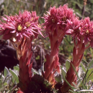 Photographie n°283517 du taxon Sempervivum montanum L. [1753]