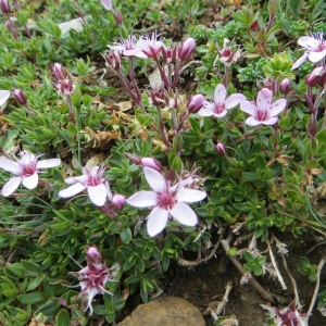 Photographie n°283553 du taxon Arenaria purpurascens Ramond ex DC. [1805]