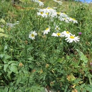 Photographie n°283557 du taxon Tanacetum corymbosum (L.) Sch.Bip. [1844]