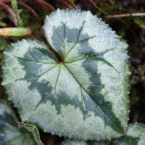  - Cyclamen hederifolium Aiton [1789]