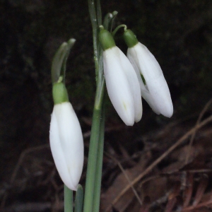 Photographie n°283631 du taxon Galanthus nivalis L.