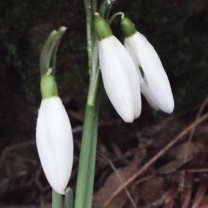 Photographie n°283632 du taxon Galanthus nivalis L.