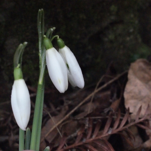 Photographie n°283633 du taxon Galanthus nivalis L.