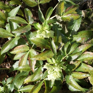 Photographie n°283634 du taxon Helleborus argutifolius Viv. [1824]