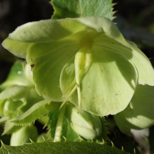 Photographie n°283640 du taxon Helleborus argutifolius Viv. [1824]