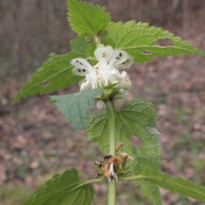 Photographie n°283646 du taxon Lamium album L.