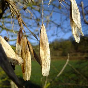 Photographie n°283673 du taxon Fraxinus excelsior L. [1753]