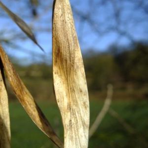 Photographie n°283675 du taxon Fraxinus excelsior L. [1753]