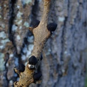 Photographie n°283684 du taxon Fraxinus excelsior L. [1753]