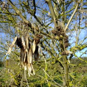 Photographie n°283694 du taxon Fraxinus excelsior L. [1753]