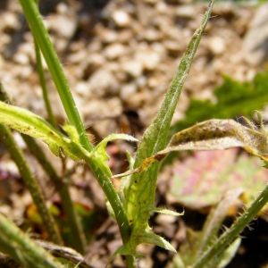 Photographie n°283732 du taxon Crepis setosa Haller f. [1797]