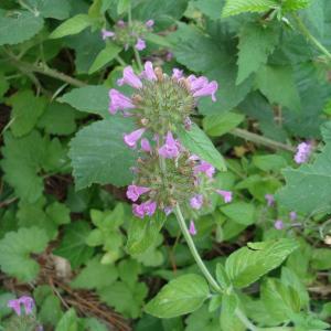 Photographie n°283768 du taxon Clinopodium vulgare L.