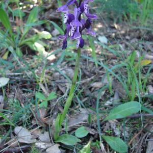 Photographie n°283791 du taxon Anacamptis longicornu (Poir.) R.M.Bateman, Pridgeon & M.W.Chase [1997]