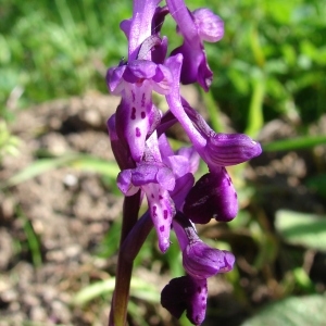 Photographie n°283792 du taxon Anacamptis longicornu (Poir.) R.M.Bateman, Pridgeon & M.W.Chase [1997]