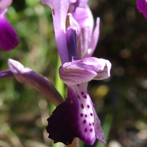 Photographie n°283793 du taxon Anacamptis longicornu (Poir.) R.M.Bateman, Pridgeon & M.W.Chase [1997]