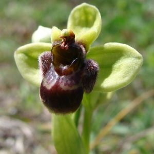 Photographie n°283802 du taxon Ophrys bombyliflora Link [1800]