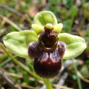 Photographie n°283803 du taxon Ophrys bombyliflora Link [1800]