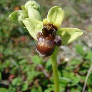 Photographie n°283804 du taxon Ophrys bombyliflora Link [1800]