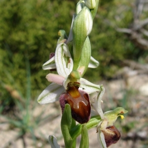 Photographie n°283805 du taxon Ophrys morisii (Martelli) Soó [1931]