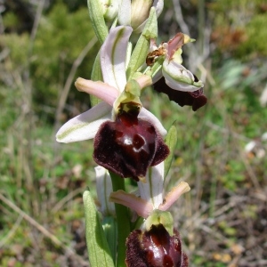 Photographie n°283806 du taxon Ophrys morisii (Martelli) Soó [1931]